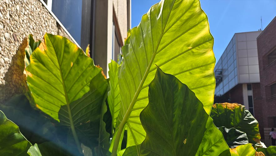 Plant leaf