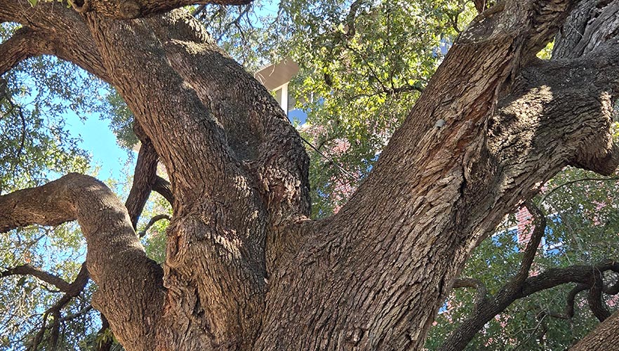 tree